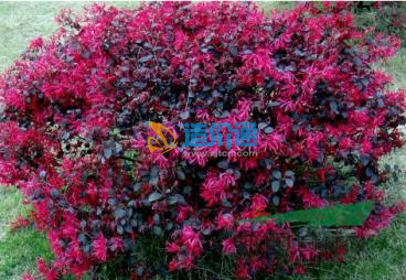 红花檵木H0.5米图片
