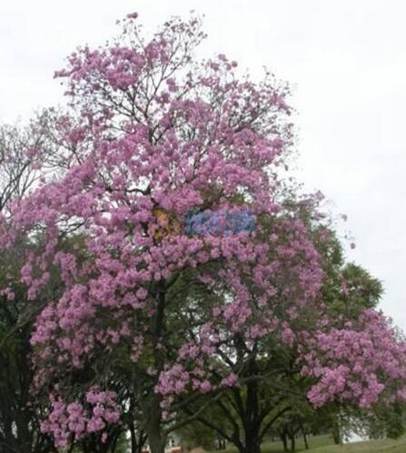 紫花风铃木B图片