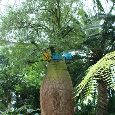 昆士兰瓶树图片