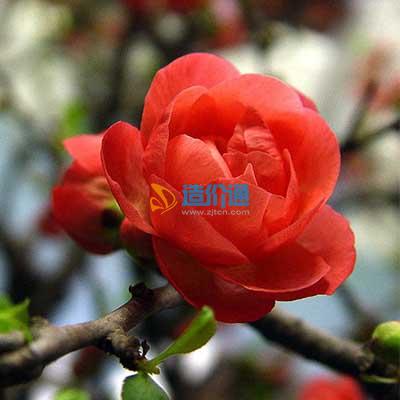 红宝石海棠图片