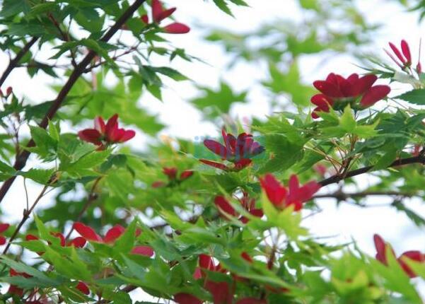 湖南红翅槭图片