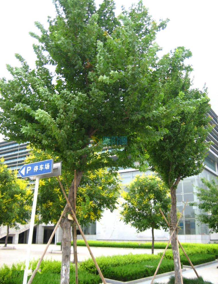 三角枫树图片
