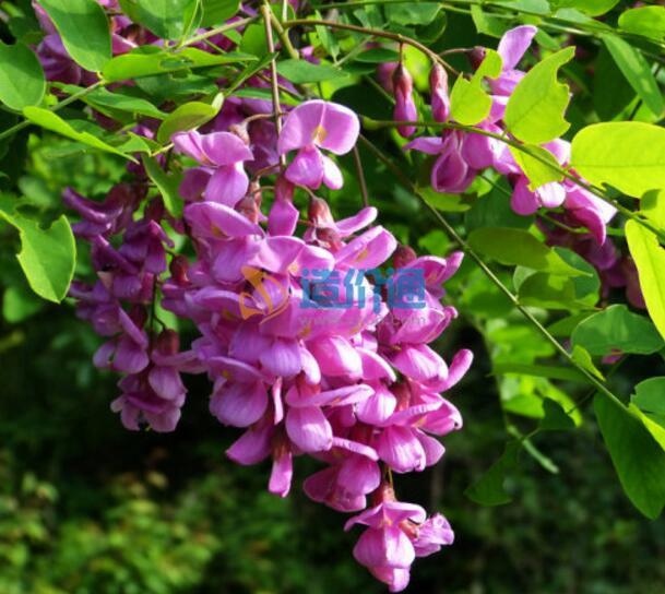 紫穗槐图片