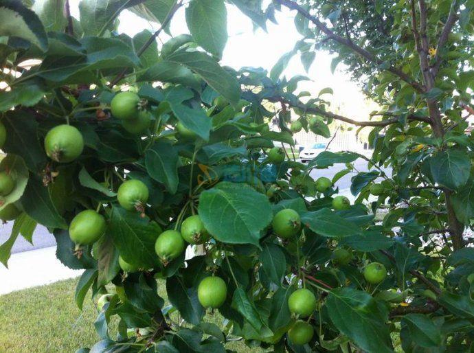 青苹果竹芋盆栽图片
