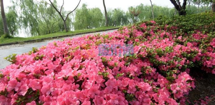 栽植夏鹃图片