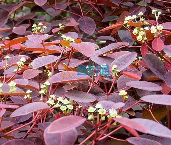 栽植肖黄栌图片