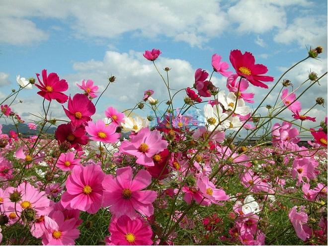 波斯菊(野菊)图片