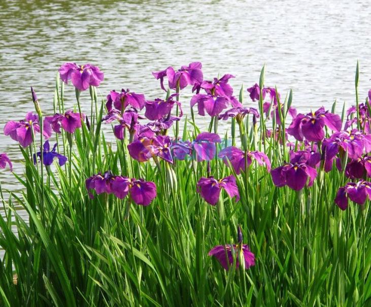 紫菖蒲图片