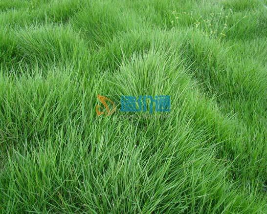 地毯草(台湾草)图片