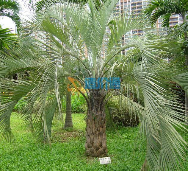乔木、棕榈科植物(假植)图片