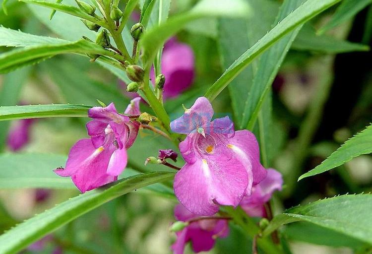 凤仙花图片和介绍(凤仙花图片和介绍大全)