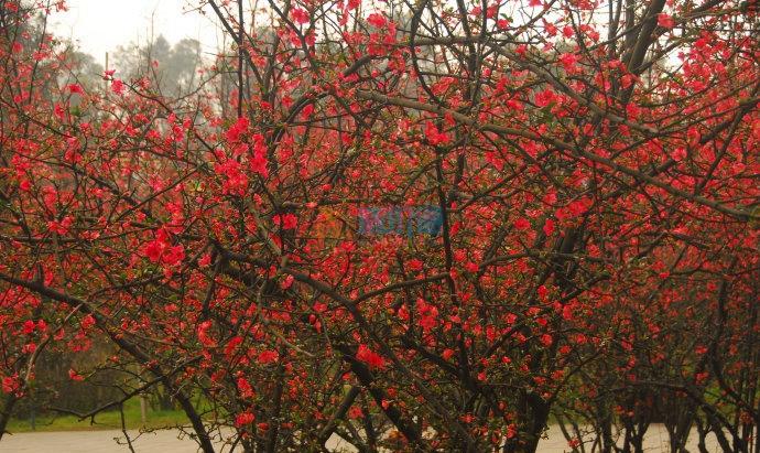 仿真花(玫瑰）图片