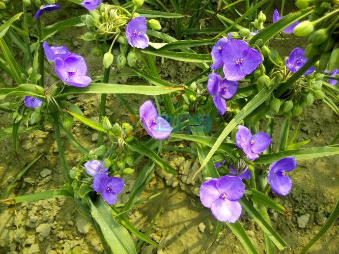 紫露草图片